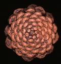 pine cone 2 pine cone 2